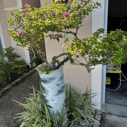 Bonsai
