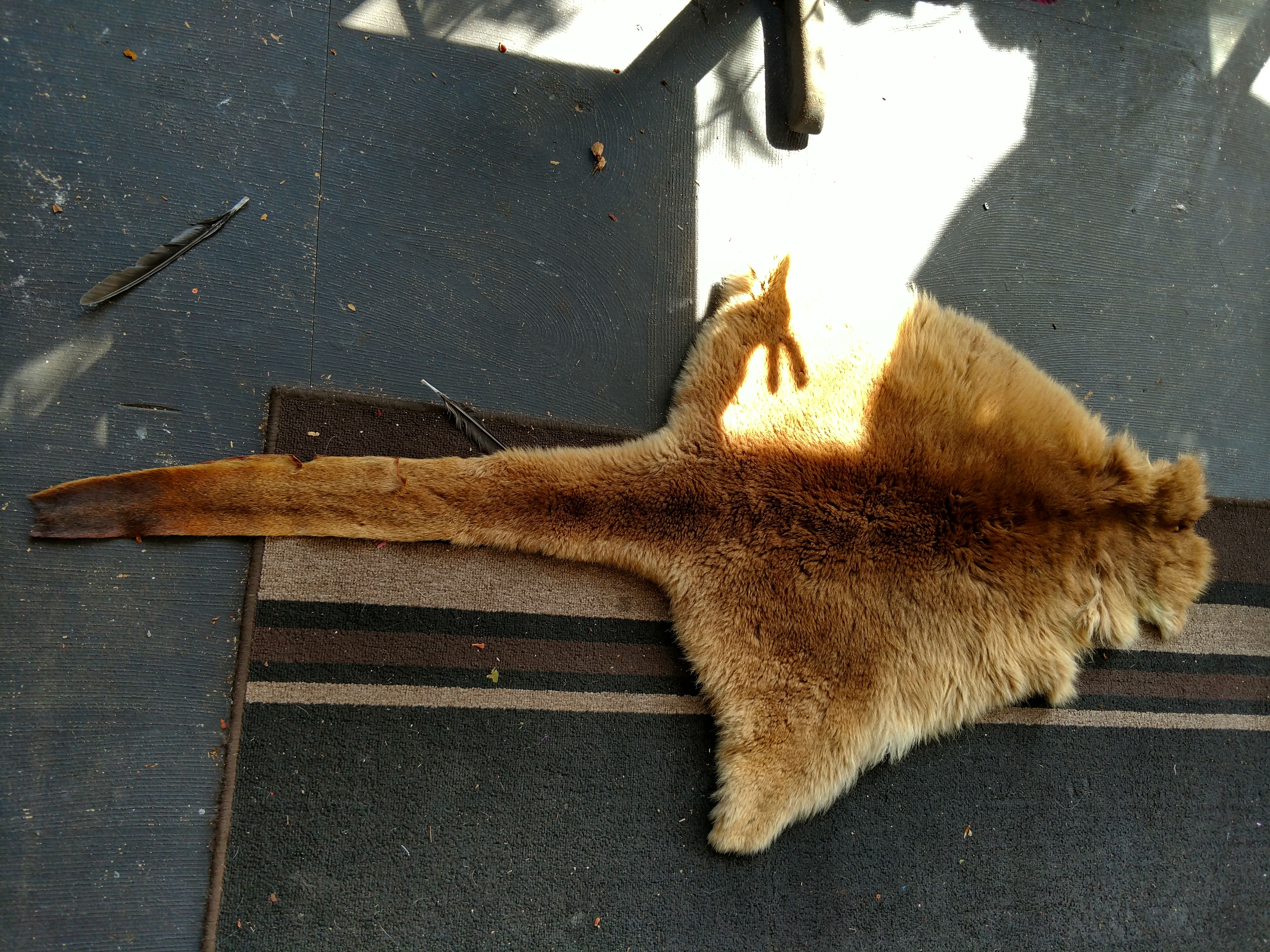 Kangaroo pelt