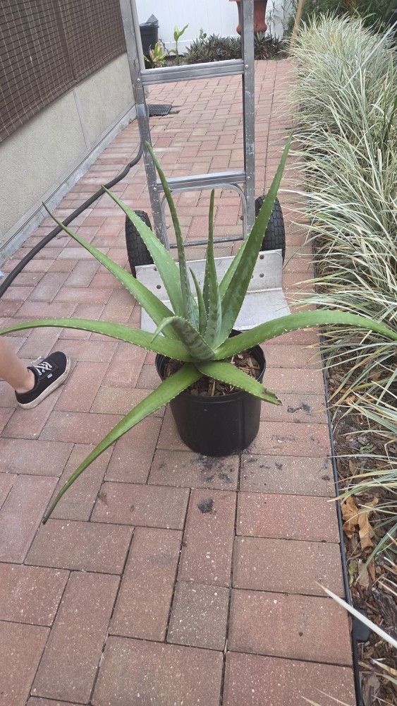 Aloe Plant