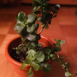 Kalanchoe In The Brown Pot