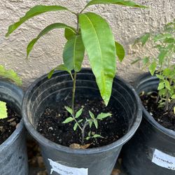 Mangos 🥭 Tomato 🍅 Avocado 🥑 Melon 🍈 Oranges 🍊 PLANTS