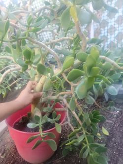 Jade Plant
