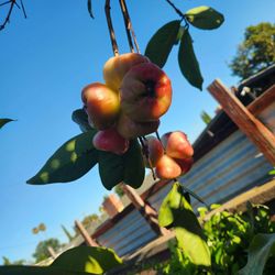 Malay Pink Wax Apple Tree