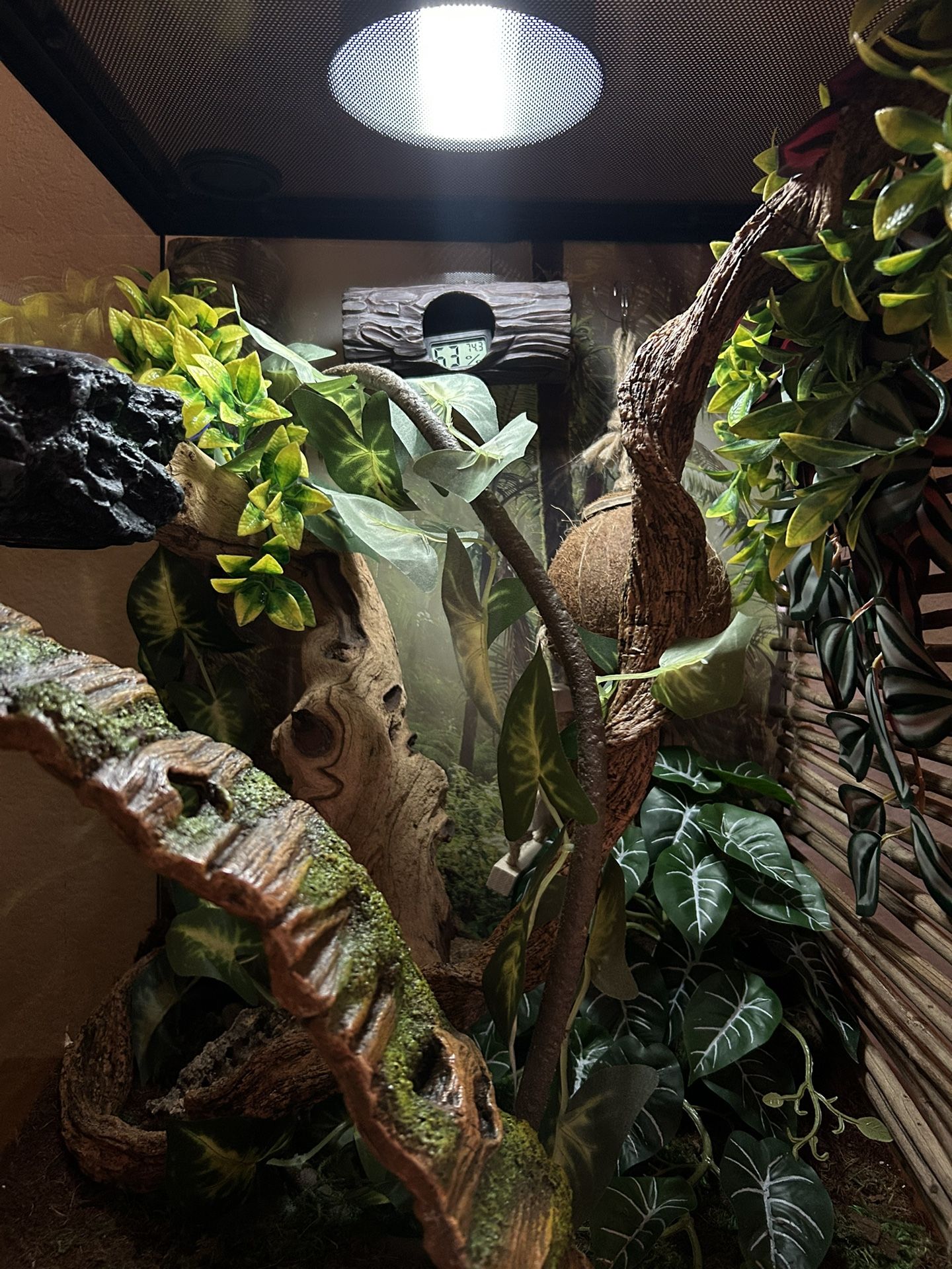 Gecko Tank