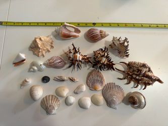 Seashells