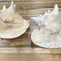 Pink Queen Conch Shell Seashell Large 8" x 7" Ocean Beach (2)