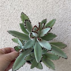 Beautiful Panda Ears Succulent Plant