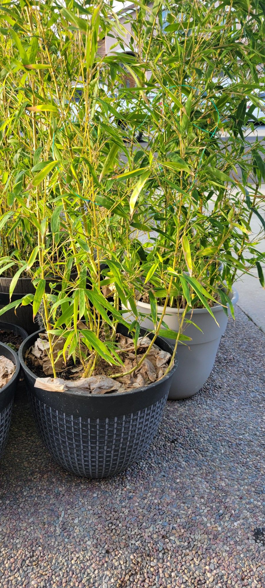 POTTED POT BAMBOO