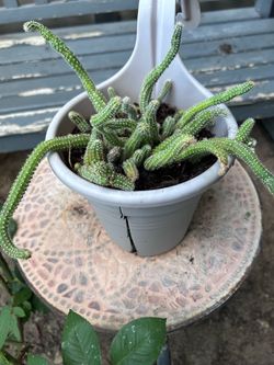 Succulent plant