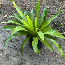 Birds Nest Fern (Asplenium Nidus)