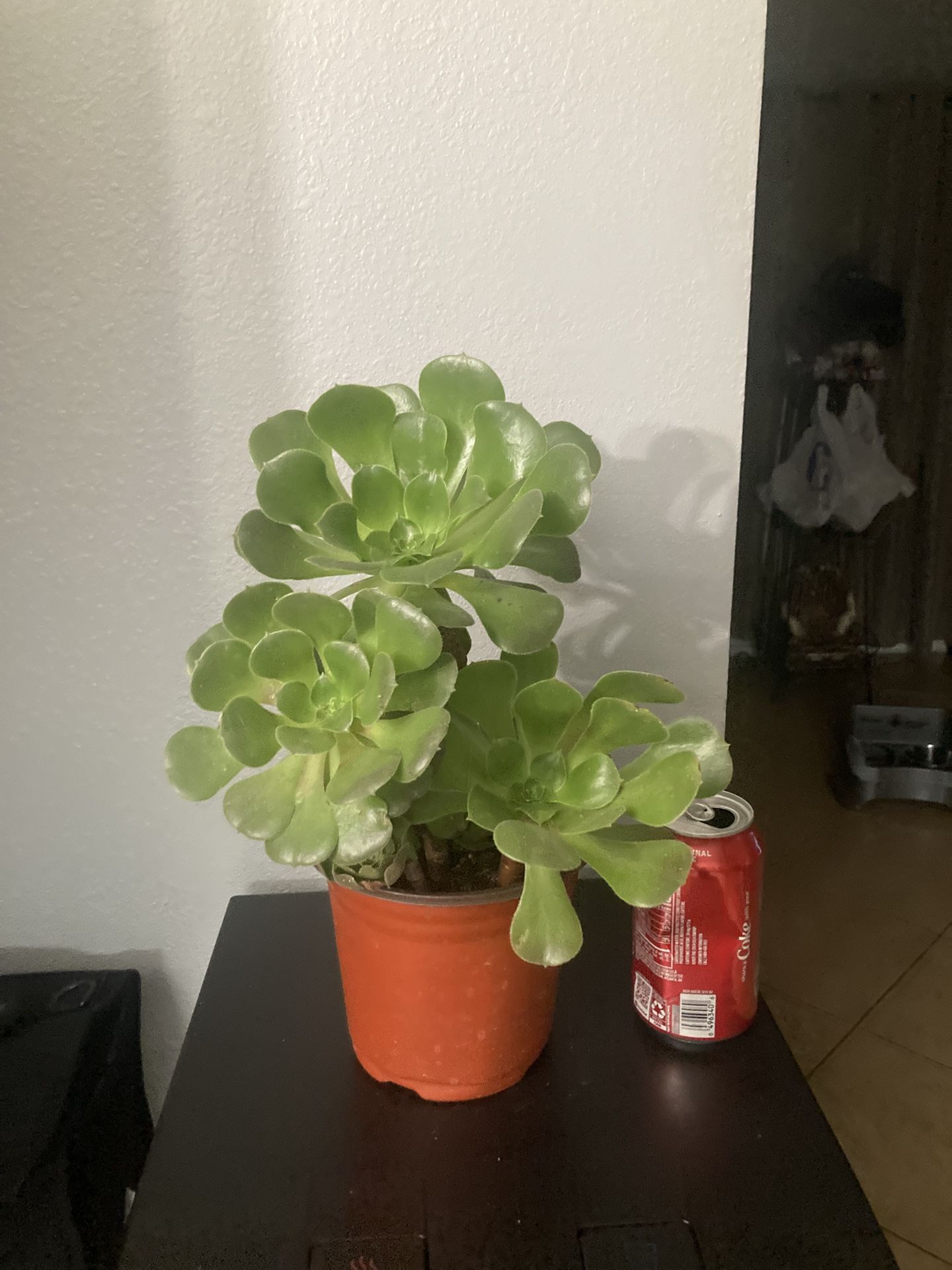 Aeonium Succulent