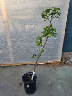 Arbolito de Jocote Ciruela  Corona