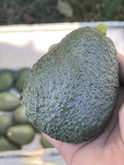 Organic Avocado