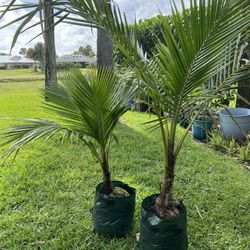 Coconut Tree