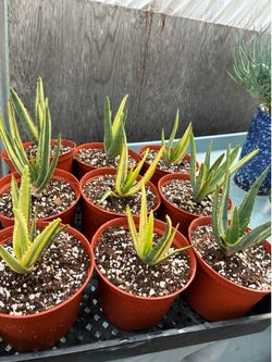 Variegated Hercules in 6” pots $20 each