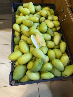 Mango verde tierno $10 por libra