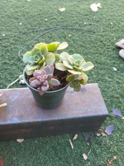 Succulents