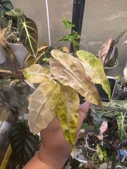 Alocasia Polly Aurea