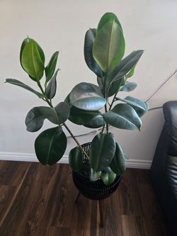 Plant and plant stand
