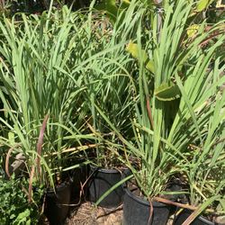 Healthy Lemongrass Plants