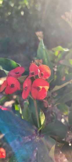 Red Crown Of Thorns