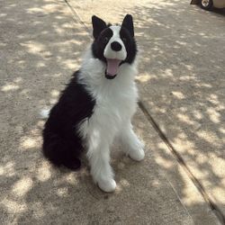 Stuffed Border Collie (Melissa & Doug)