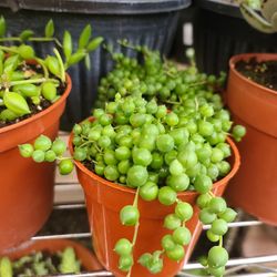 BEAUTIFUL  STRING OF PEARLS PLANTS IN THE 4" POT $3 FOR EACH.