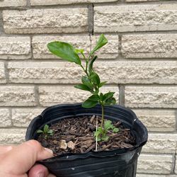 Small mandarin plant -3$