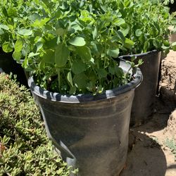 Plantas de Papalo!!!!