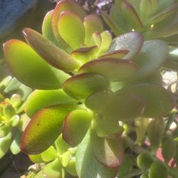 Jade Plant 