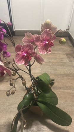 Dual orchids