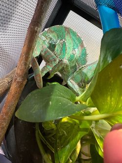 Chameleon cage