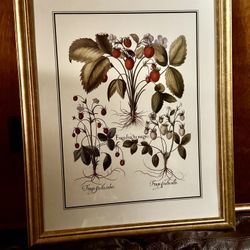 Print of an engraving by Basilius Besler, titled "Three varieties of strawberry",