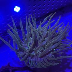 Green Bubble Anemone With Purple Tip 