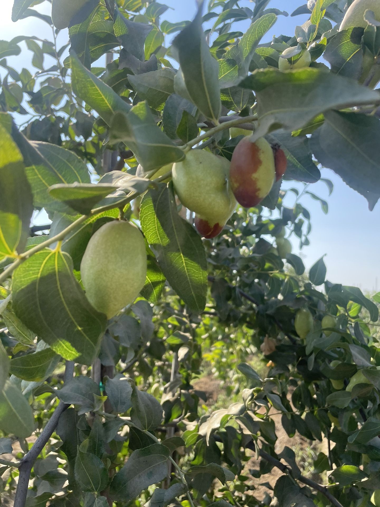 Jujube G866