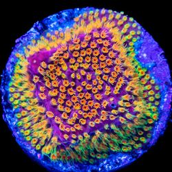 WWC loony tunes stylo fake coral decoration