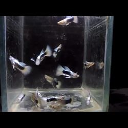 Guppy’s    (  Hb White )