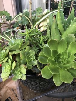 Variety of 7 succulents and 2 spider plants