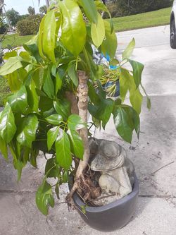 Large concrete frog in a pot with a shefferlia plant