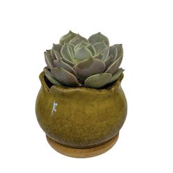 Succulent In Ceramic Pot 