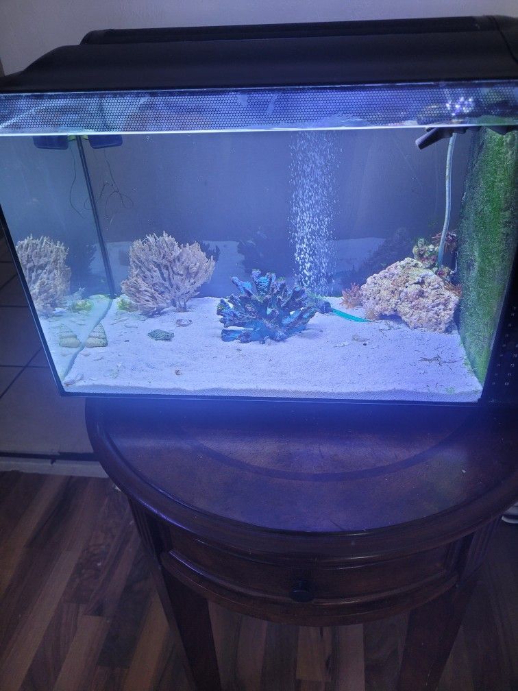 Fish Tank 