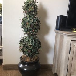 Plant Tall 49
