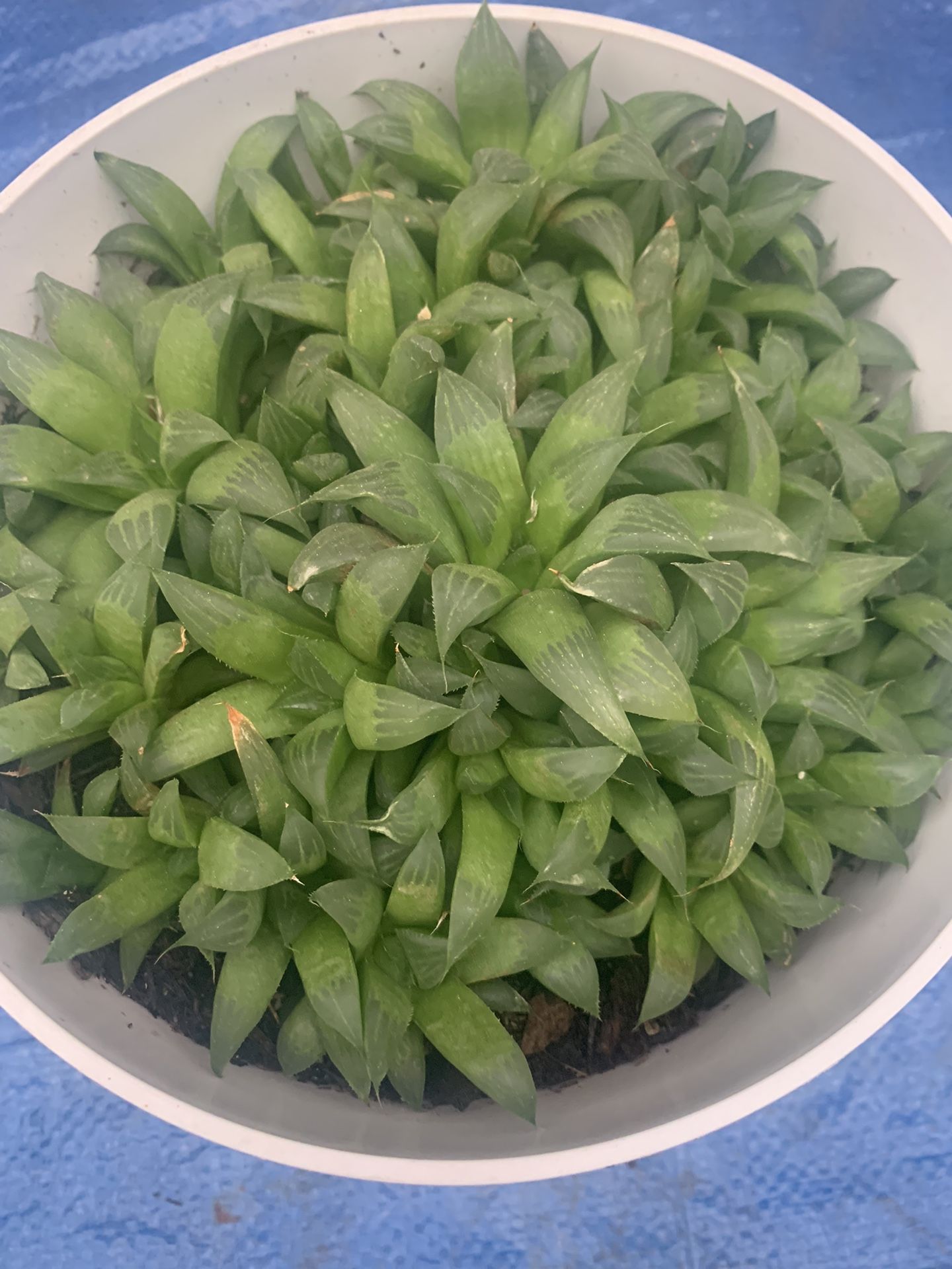 Window Haworthia Succulent Plant