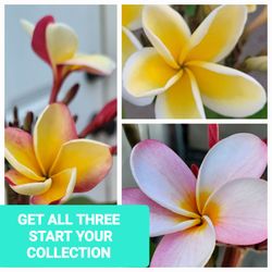 Plumeria Cuttings get all 3