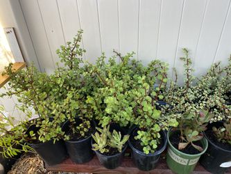 Sacculent for sale