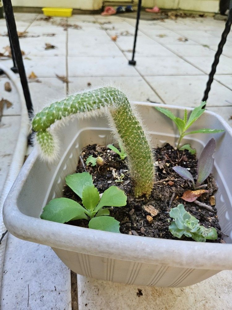 Fox Cactus, Mother Of Thousands, succulent Plant