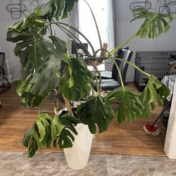 Large monstera Plant