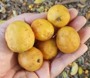 Yellow Hog Plum Tree