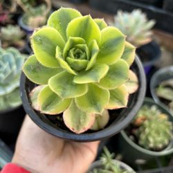succulents different variety 4inch Pot $3 Each 