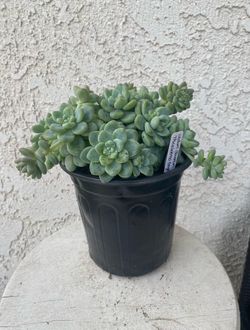1 Gallon Pot Succulent Plant - Sedum Clavatum - Tiscalatengo Gorge Sedum - Rooted & Established Live Plant - Drought Resistant - 🪴